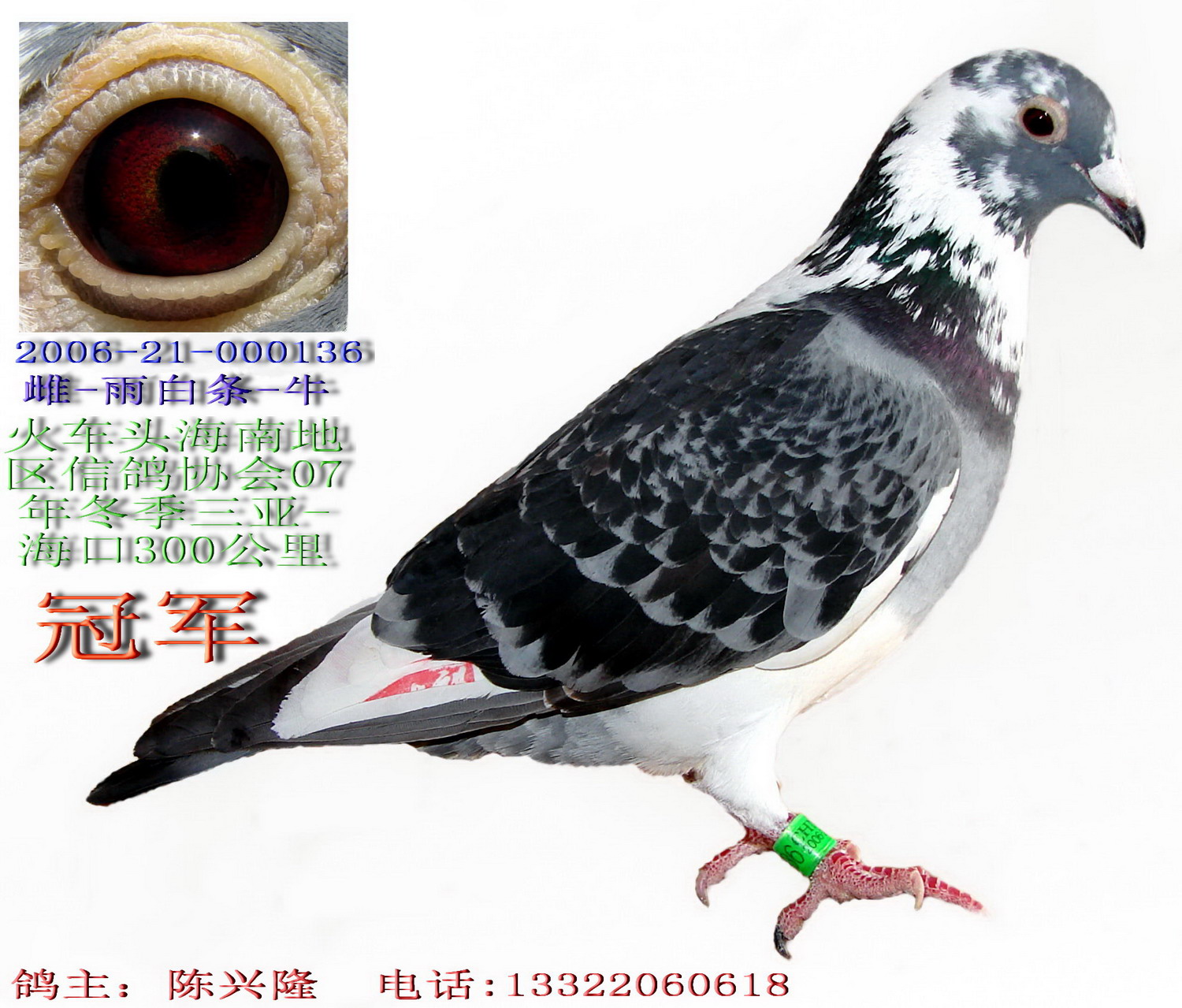 供应新疆白色俄罗斯鸽 蛇头鸽子图片价格 黄杠头型鸽图片-阿里巴巴