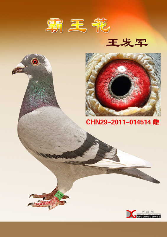 鸽子协会是什么意思 20130531115104.jpg