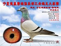 ���������н���������Ÿ�Э��