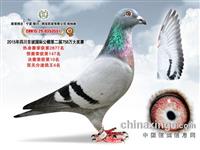 ���������н���������Ÿ�Э��