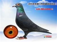 ���������н���������Ÿ�Э��