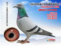 ���������н���������Ÿ�Э��