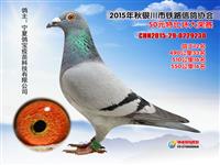 ���������н���������Ÿ�Э��