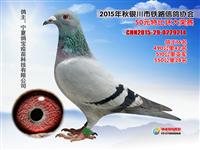 ���������н���������Ÿ�Э��