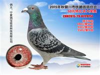 ���������н���������Ÿ�Э��