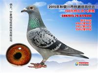 ���������н���������Ÿ�Э��