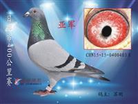 ɽ���������Ÿ�Э��