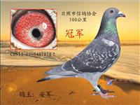 ɽ���������Ÿ�Э��