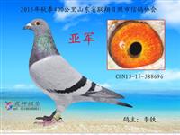 ɽ���������Ÿ�Э��