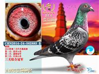 ������Ϫ���Ÿ�Э��