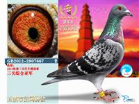 ������Ϫ���Ÿ�Э��