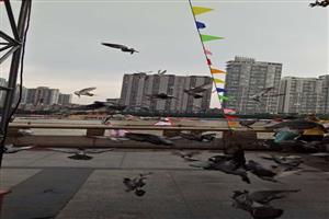 �����а������Ÿ�Э��