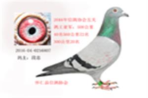 ɽ���������Ÿ�Э��