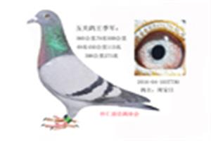 ɽ���������Ÿ�Э��