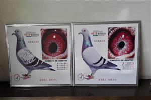 ��������������Ÿ�Э��