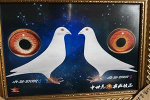 ��������������Ÿ�Э��