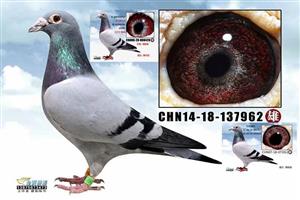 ���������Ÿ�Э��