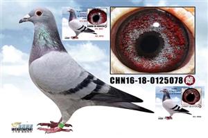 ���������Ÿ�Э��