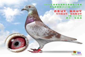 ����Ȫ�ݰ�Ϫ�Ÿ�Э��