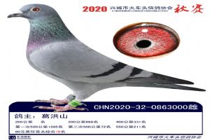 �˳����Ÿ�Э��