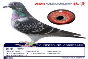 �˳����Ÿ�Э��