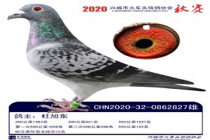 �˳����Ÿ�Э��