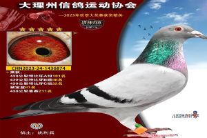 ���ϴ������Ÿ�Э��