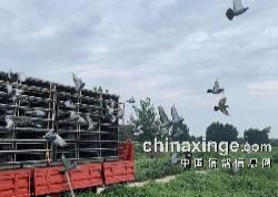 ��ʮ����ѵ�ſ���