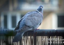 ��ׯ���Ÿ�Э��2021�괺���������