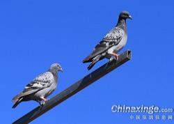 �����ֲ�����֪ͨ