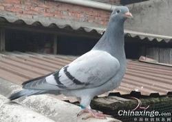 �����Ÿ�Э�����ѵ�żƻ�