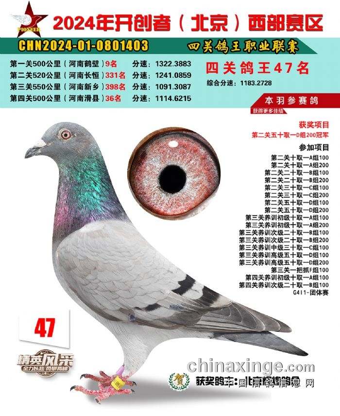 开创者(北京)西部赛区鸽王照片1-50