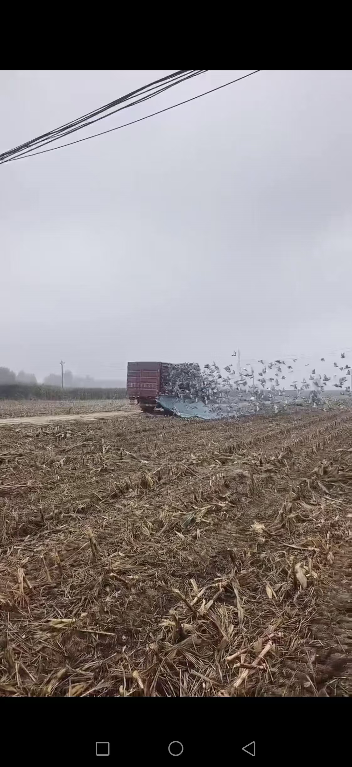 �����ȫͼ