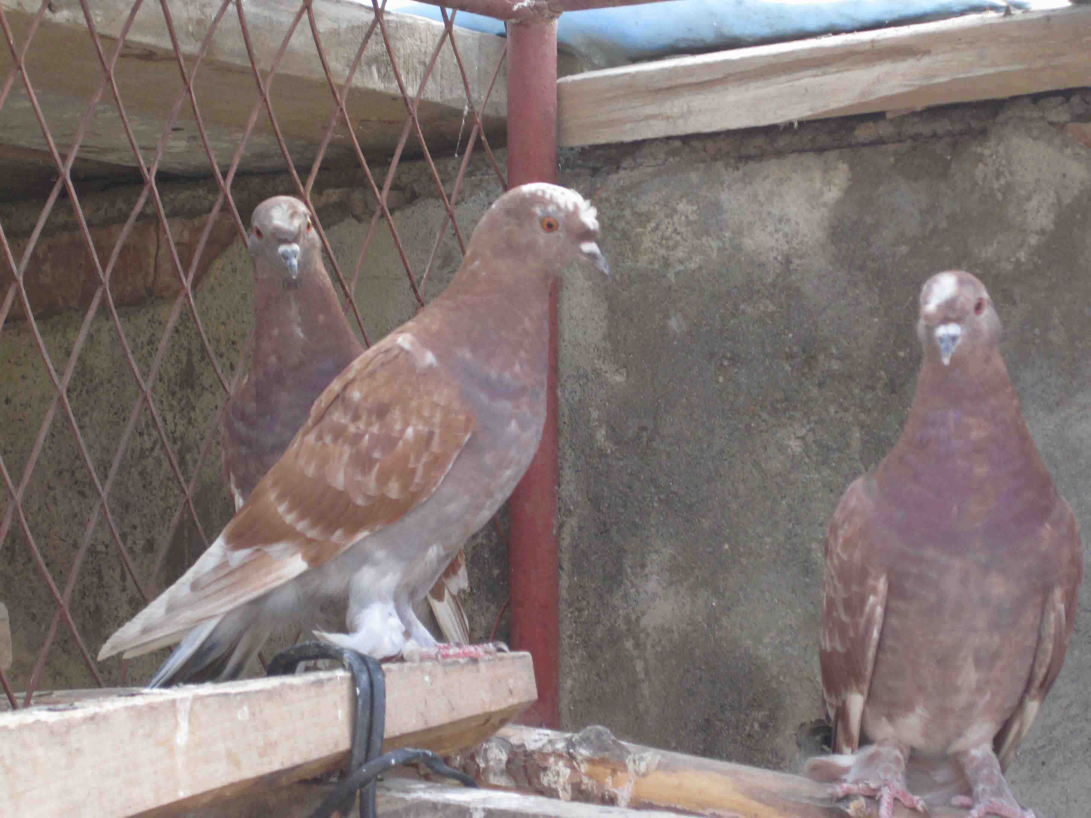 尖峰毛爪雨点红