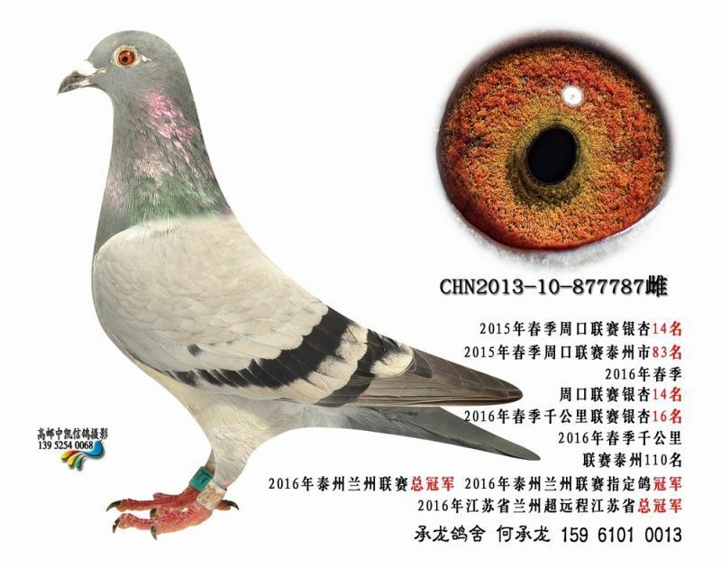 1500公里省冠军泰州冠军