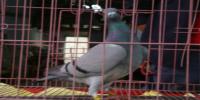 �Ĵ�ʡ�˱�����Ϫ���Ÿ�Э��
