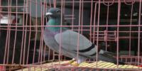 �Ĵ�ʡ�˱�����Ϫ���Ÿ�Э��