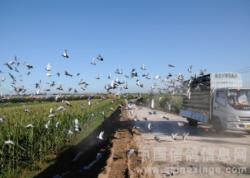 绯ŸЭ2011＾ѵ10km·ڿͼ