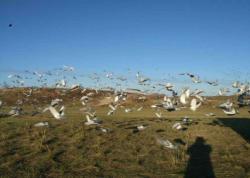 ;ֻͷŸЭᴺ500￪Ƭ