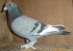 2000ԪرȻ׼ֹʱ֪ͨ