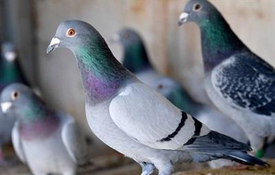 2026�궬����ݸ���Ÿ�Э�ᾫӢ�����ּ��������<����>