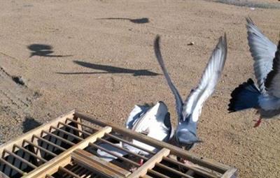 �������Ÿ��˶�Э��2027�꾲��500�վ��رȻ��������