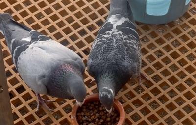 2026�＾�رȻ�������ּ�������������