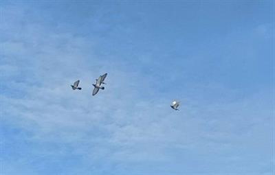 �������Ÿ��˶�Э��2026�괺����������