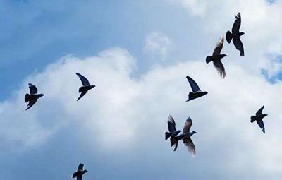 �������Ÿ�Э��2026�괺���Ÿ뾺�����