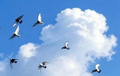 �˳����Ÿ�Э��2026�괺���׸빫����������� �����У�