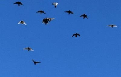 �������Ÿ�Э���ٿ�2025����ܽ���2026����������