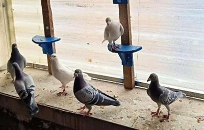 ���ǵڰ˽조��˫�����Ѹ��ᡢ��Ѹ��֡��������ֹ��ٰ�����